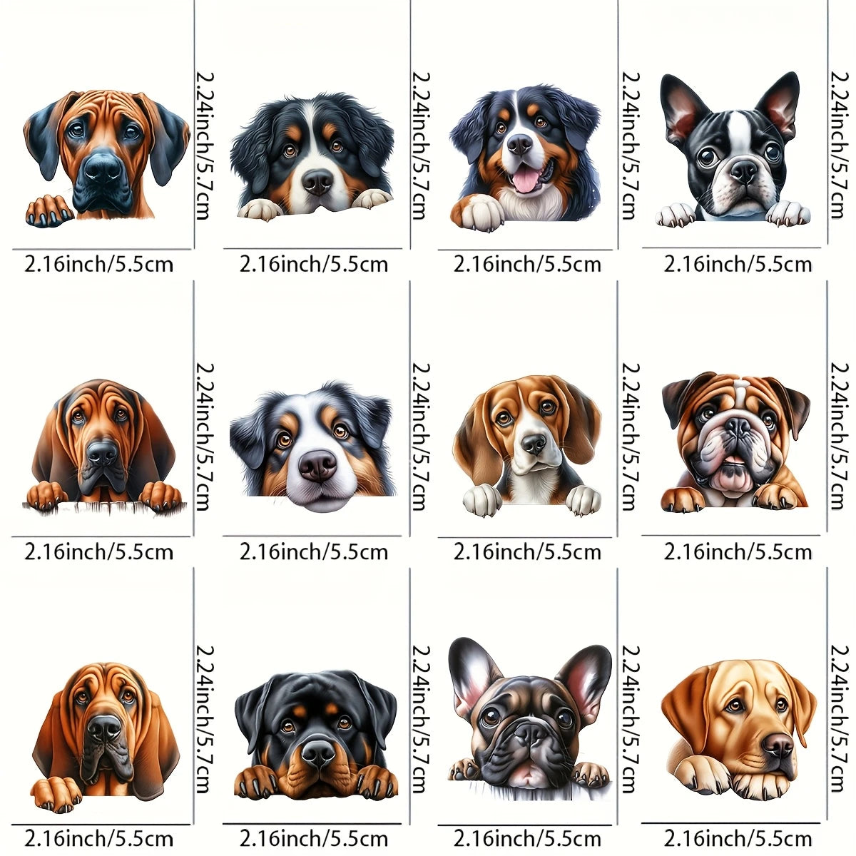 Chien